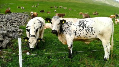 Unsere Pustertaler Sprinzen