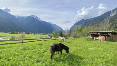 Sommerweide von Sissi und Maya