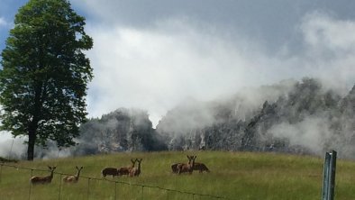 Rotwild Bauernhof am Wilden Kaiser