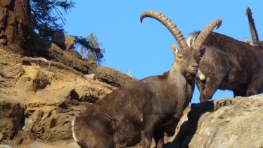 Wildpark Assling, © Erlebniswelt/Wildpark Assling