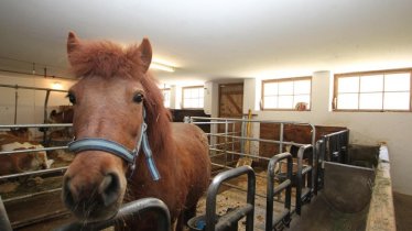 Unser Pony Nandl, © Familie Astner