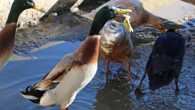 Enten viele