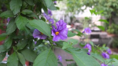 Blueten im Gastgarten, © Gasthof Herrnhaus