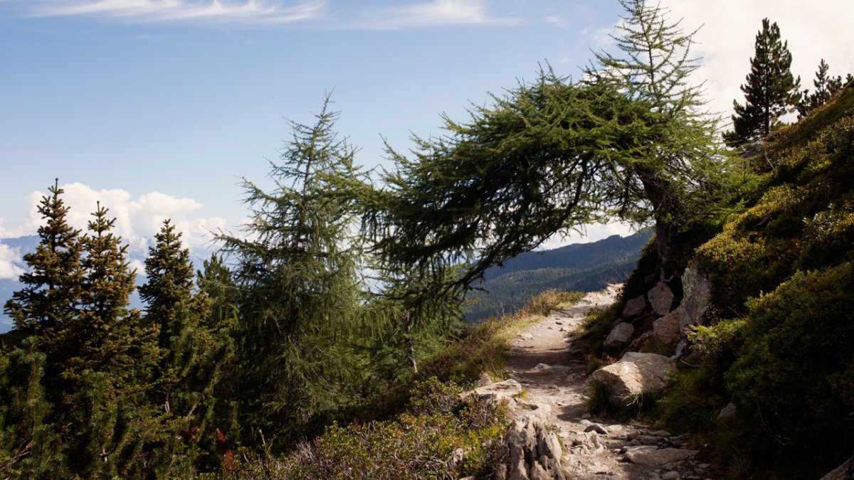 Typisch tirolerisch: die Zirbe, © Tirol Werbung/Verena Kathrein