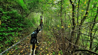 Wanderweg, Teilstück nach dem Leitenwald - Richtung Faggen, © im-web.de/ DS Destination Solutions GmbH (eda3 TOL)