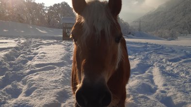 Haflinger Nelly im Schnee, © Haflingerhof