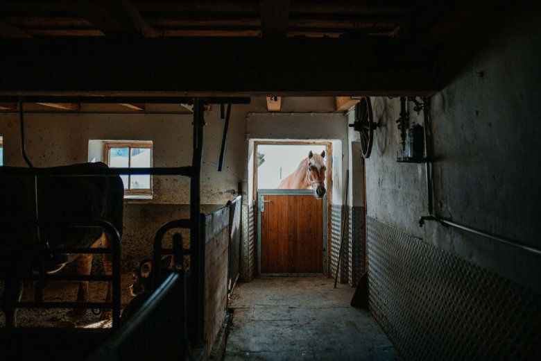 Auch Haflinger beherbergt der Alpengasthof.