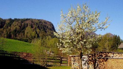 Kirschbaumblüte in unserem Garten, © Schwaiger Manfred