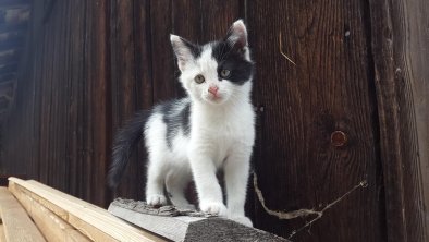 Bauernhofkatze, © Maria Thumer