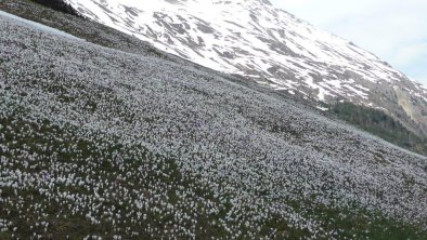 Frühjahrserwachen in Vent