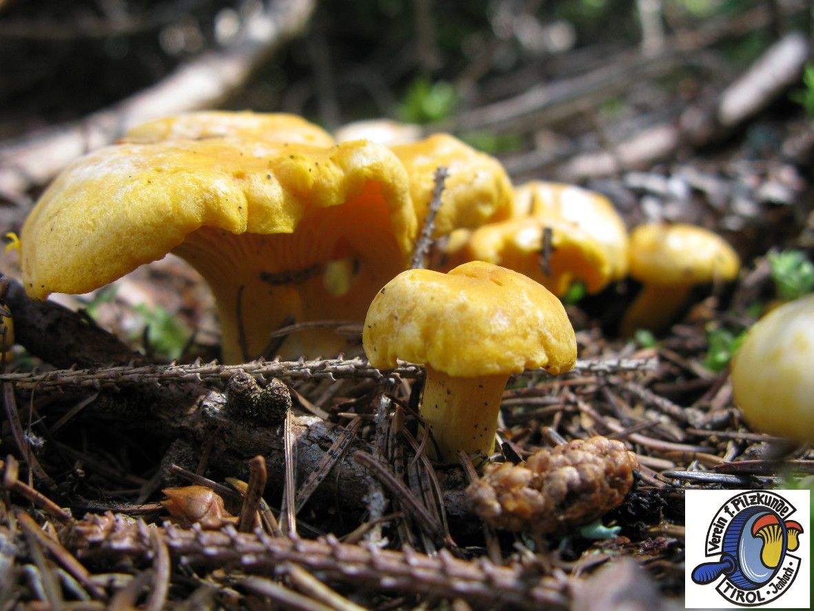 Gold-gelbe Eierschwammerl auf Waldboden