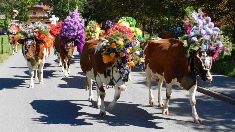 Almabtrieb in Kirchdorf in Tirol, © Kramerhof Gasteig