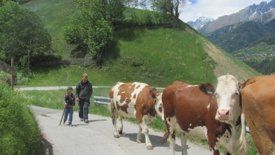 Die Kühe auf die Weide bringen