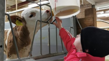 Lena beim Kälbchen tränken