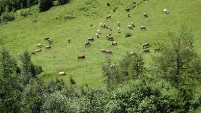 auf der Alm, © Günther Walch