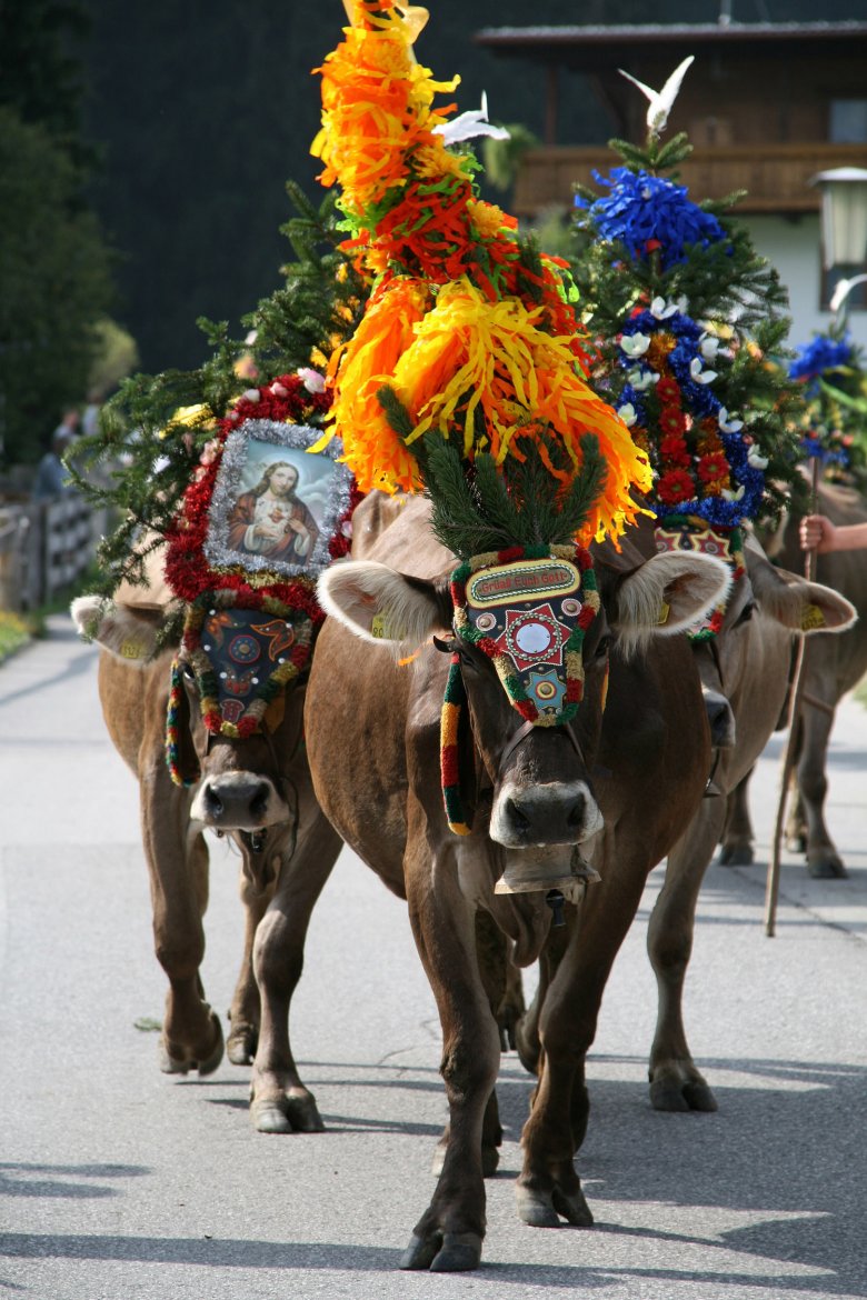 Zum Dank für die unfallfreie Zeit am Berg werden die Tiere bei der Heimkehr prächtig geschmückt mit Blumen, Glocken und Schellriemen.