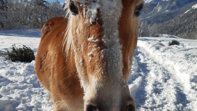 Haflinger im Schnee, © Haflingerhof