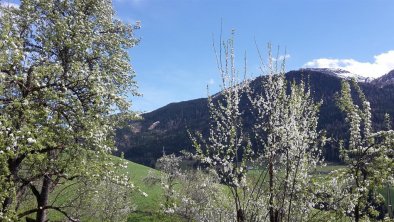 Frühling am Blaserhof