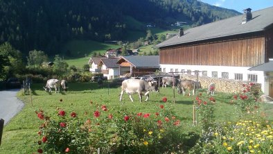 Der  Auslauf unserer Kühe