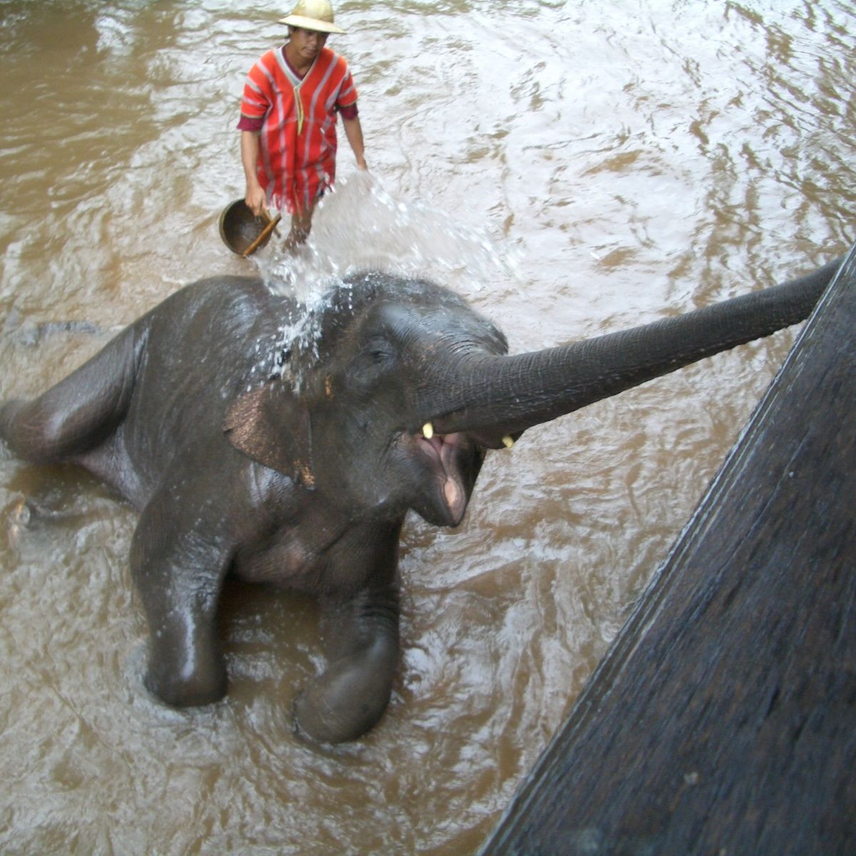 Ein Elefant in Thailand