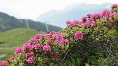 Alpenrosenblüte Tulfein