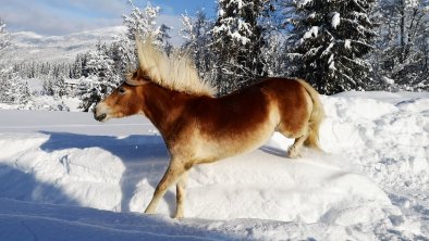 Schneepferdchen, © Kathrin Schmid