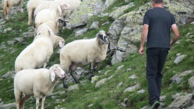 Besuch auf d. Alm