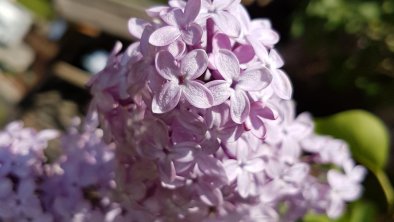 (C) Vordermitterast Apartments | Bauerngarten