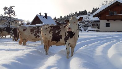 Kuh Resi im Schnee, © Haflingerhof