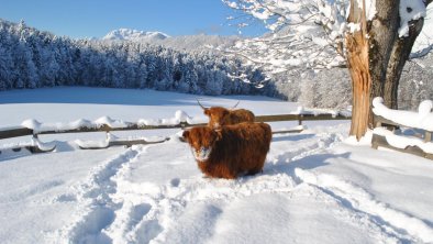 Hochlandrinder Wintner, © Ferienheim Riedhof