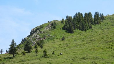 Vordere Feldalm Wildschönau Sommer FG T.L. REchte