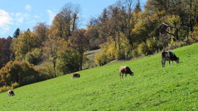 Herbst Niederau Ausblicke Richtung Oberau. Rechte