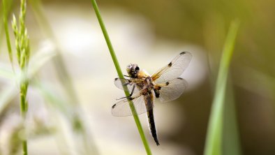 LIBELLULA       4890  M