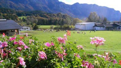 Bauernhof Grafenhof in Ebbs Sommer