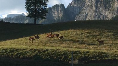 Urlaub am Bauernhof St. Johann in Tirol