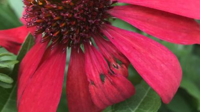 Unser Heilpflanzengarten ECHINACEA, © KITZALPHOUSE