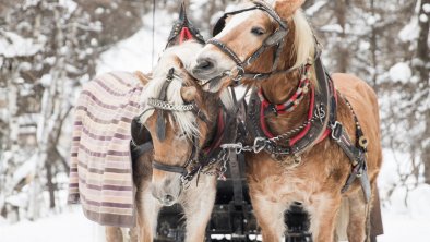 winterliche Pferdeschlittenfahrt im Pitztal - hors