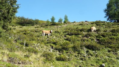 Kühe auf der Almweide, © Maria Thumer