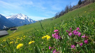 Alpenpanorama