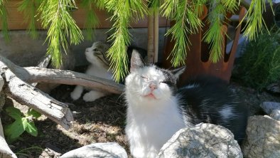 Katze Teddy genießt die Sonne