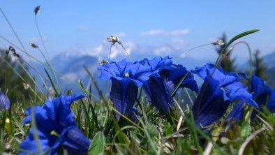 Enzianblüte Wildschönau FG Elisabeth Schellhorn Re