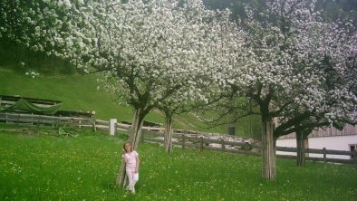 Frühling im Obstgarten