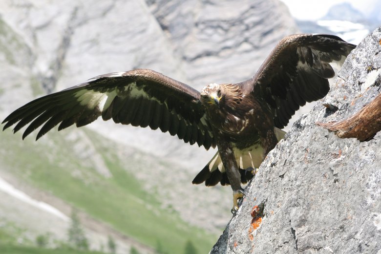 Steinadler in Osttirol.
, © Gunther Gressmann