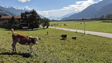 Sommer-Panorama