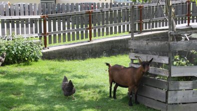 Ziege Stadlpoint Ried Zillertal