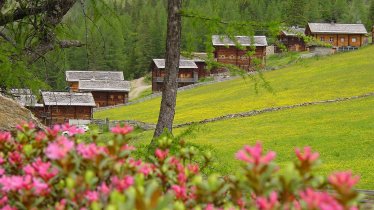 Oberstalleralm in der Almrosenblüte im Juni, © im-web.de/ Apartmenthaus und Almhütten Gutwenger