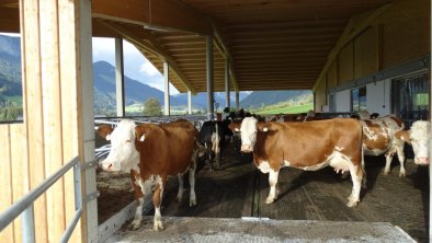 Höchstes Tierwohl in unserem neuen Stall