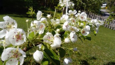 Frühlingsblüte im Garten