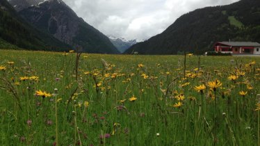 Aussicht auf das Blumenmeer