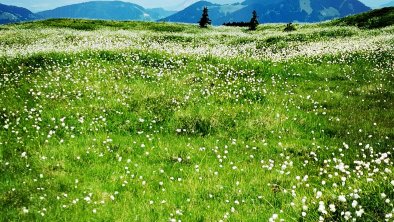 alpbachloft_alpbachtal_wandernzurjoelspitze, © Anna-Christina Moser